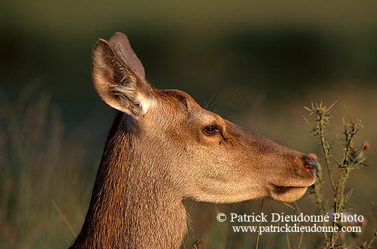 Cerf elaphe - Red Deer  - 16329