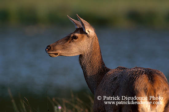 Cerf elaphe - Red Deer  - 16332