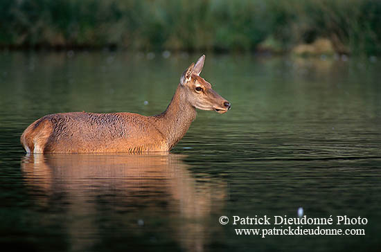 Cerf elaphe - Red Deer - 16334