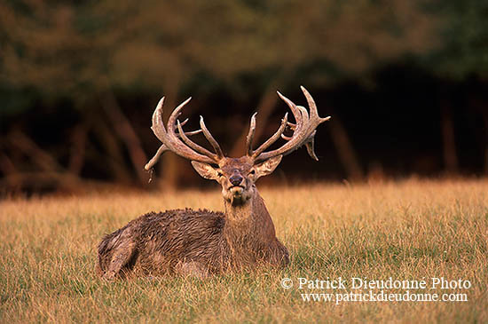 Cerf elaphe - Red Deer - 16341