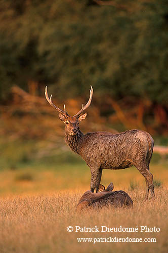 Cerf elaphe - Red Deer - 16343