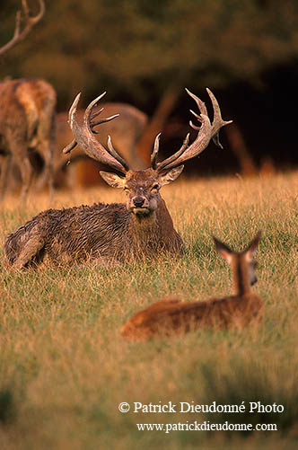 Cerf elaphe - Red Deer - 16347