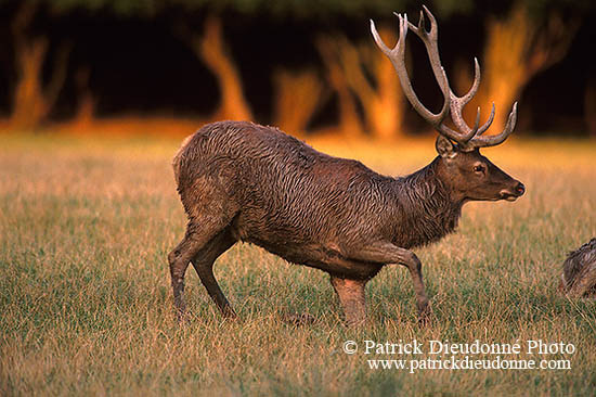 Cerf elaphe - Red Deer  - 16348