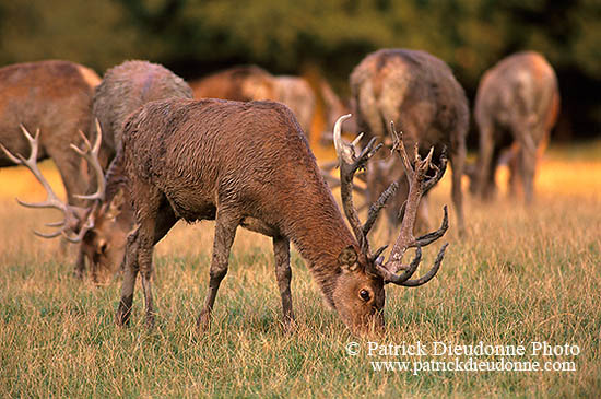 Cerf elaphe - Red Deer  - 16350