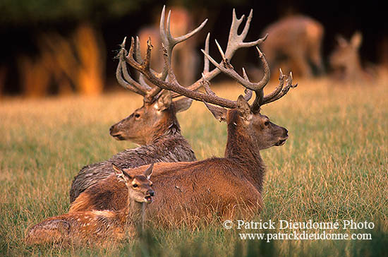 Cerf elaphe - Red Deer - 16351