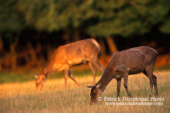 Cerf elaphe - Red Deer - 16354