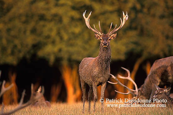 Cerf elaphe - Red Deer  - 16355