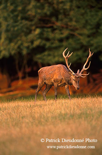 Cerf elaphe - Red Deer - 16356