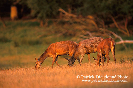 Cerf elaphe - Red Deer - 16357