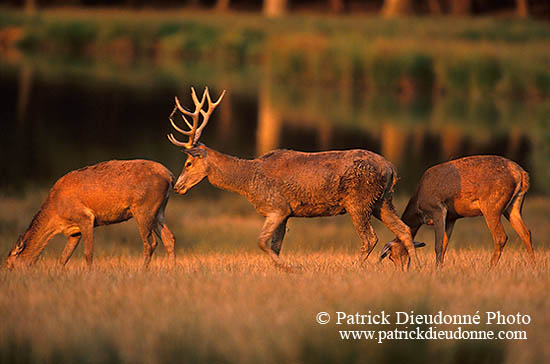 Cerf elaphe - Red Deer  - 16358