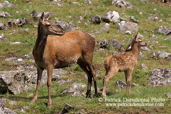 Cerf elaphe - Red Deer  - 16361