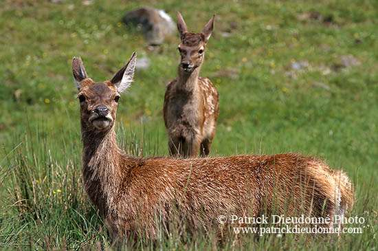 Cerf elaphe - Red Deer - 16362