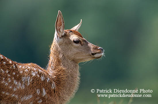 Cerf elaphe - Red Deer - 16363