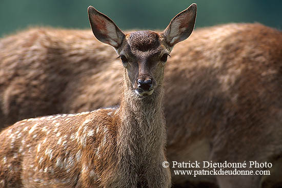 Cerf elaphe - Red Deer - 16364