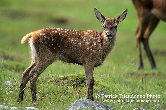 Cerf elaphe - Red Deer - 16365