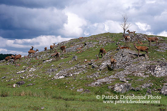 Cerf elaphe - Red Deer - 16366