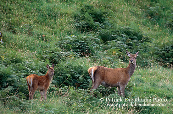 Cerf elaphe - Red Deer - 16367