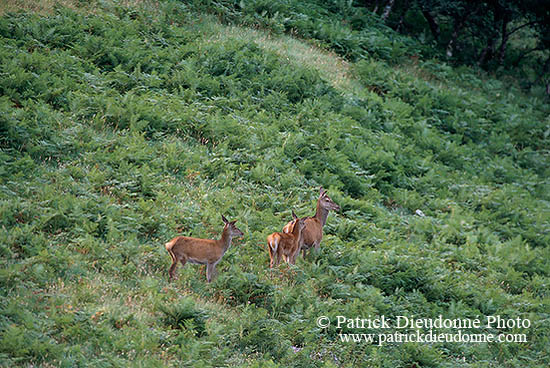 Cerf elaphe - Red Deer - 16369