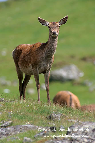 Cerf elaphe - Red Deer - 16370