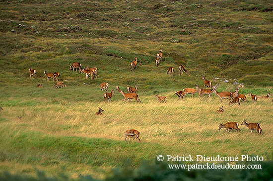 Cerf elaphe - Red Deer - 16371