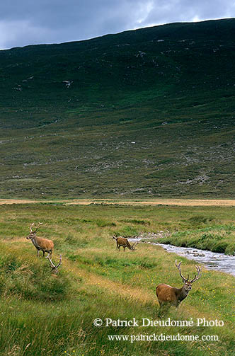 Cerf elaphe - Red Deer - 16375