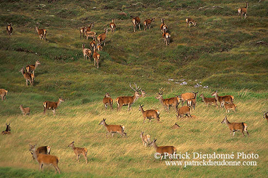 Cerf elaphe - Red Deer - 16377