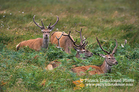 Cerf elaphe - Red Deer  - 16379