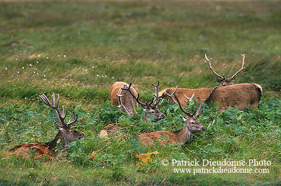 Cerf elaphe - Red Deer  - 16380