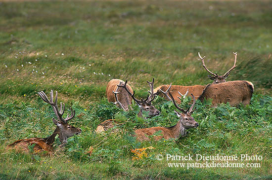 Cerf elaphe - Red Deer  - 16380