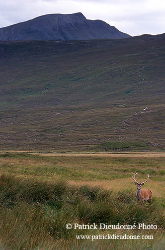 Cerf elaphe - Red Deer  - 16383