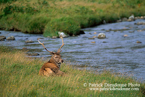 Cerf elaphe - Red Deer  - 16387