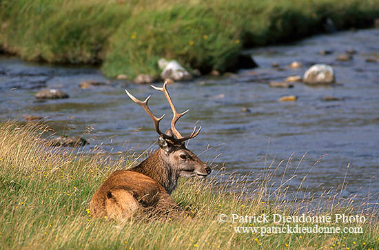 Cerf elaphe - Red Deer - 16389