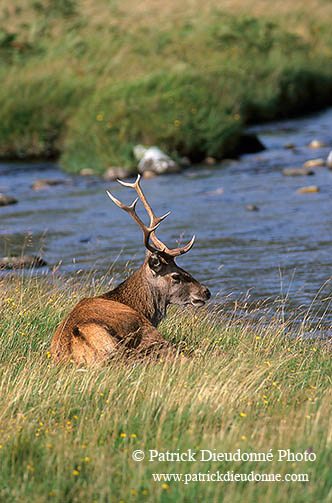 Cerf elaphe - Red Deer - 16391