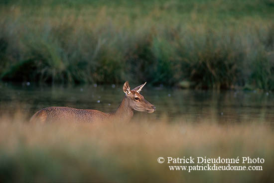 Cerf elaphe - Red Deer - 16392