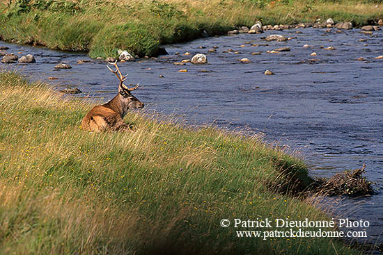 Cerf elaphe - Red Deer  - 16393