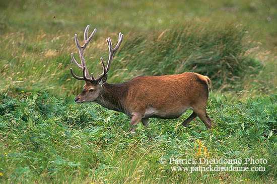 Cerf elaphe - Red Deer - 16396