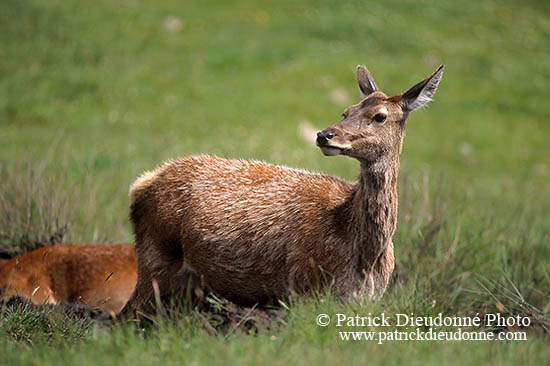 Cerf elaphe - Red Deer - 16397