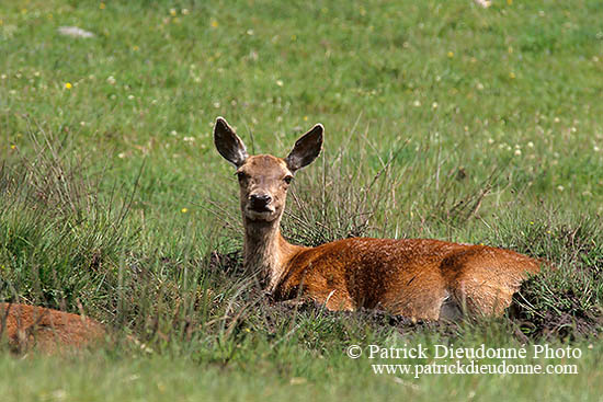 Cerf elaphe - Red Deer - 16398