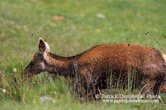 Cerf elaphe - Red Deer - 16399