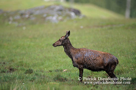 Cerf elaphe - Red Deer - 16400