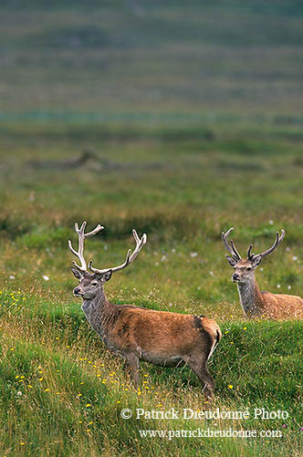 Cerf elaphe - Red Deer - 16401