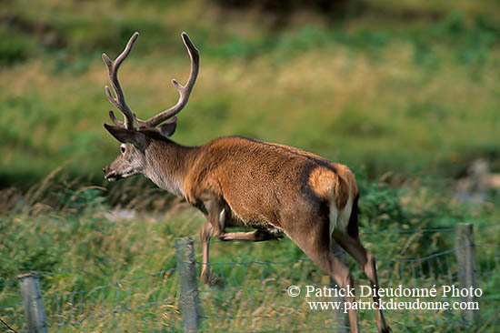 Cerf elaphe - Red Deer - 16403