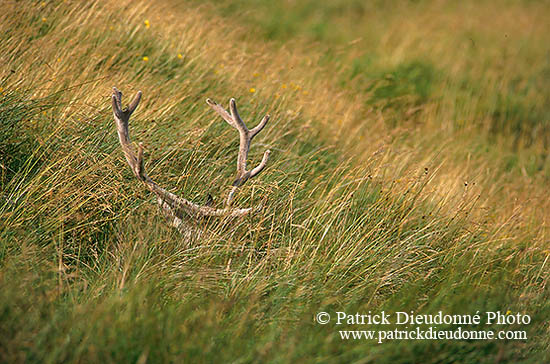 Cerf elaphe - Red Deer - 16404