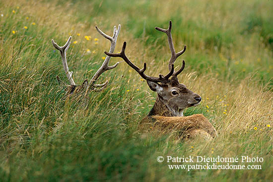 Cerf elaphe - Red Deer  - 16406