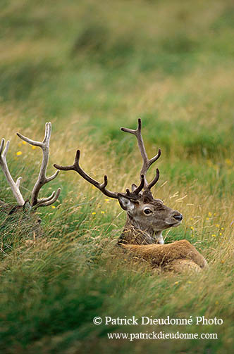 Cerf elaphe - Red Deer  - 16410