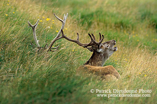 Cerf elaphe - Red Deer  - 16412