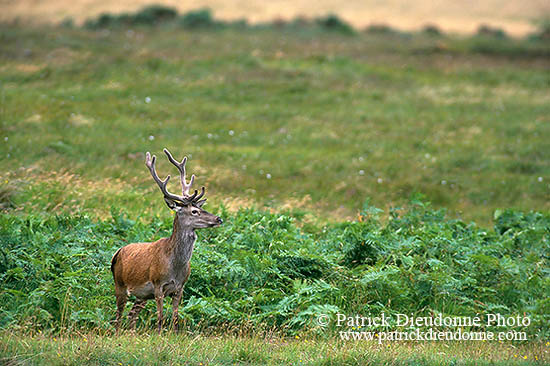 Cerf elaphe - Red Deer  - 16413