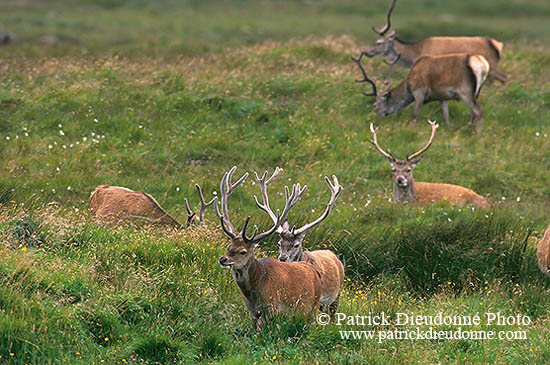 Cerf elaphe - Red Deer  - 16415