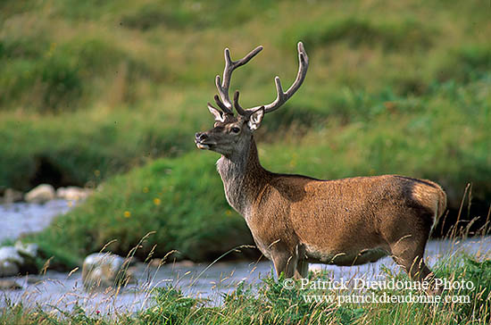 Cerf elaphe - Red Deer  - 16416