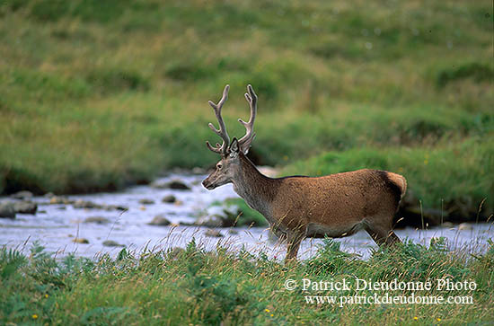 Cerf elaphe - Red Deer  - 16418